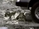 Perrito Con Mala Aptitud Perrito Con Mala Aptitud