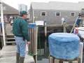 Nantucket Scallopers