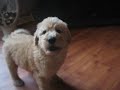Shepadoodle puppies spoken for