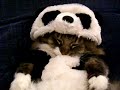 ???????????Panda!