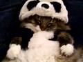 どう見ても、子パンダ!Panda!