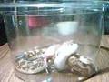 kenyan sand boa feeding