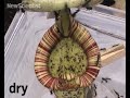 How flesh-eating pitcher plants trap insects