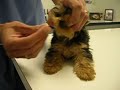 3rd visit to Vet- De worming medicine