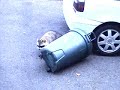 Raccoon vs. Garbage Can Raccoon vs. Garbage Can