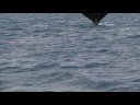 Southern Right Whale \