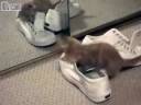 Kitten Mirror and Shoes Kitten Mirror and Shoes