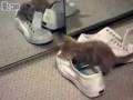 videos de Kitten Mirror and Shoes