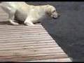 Dock Adventures (Extended Version)