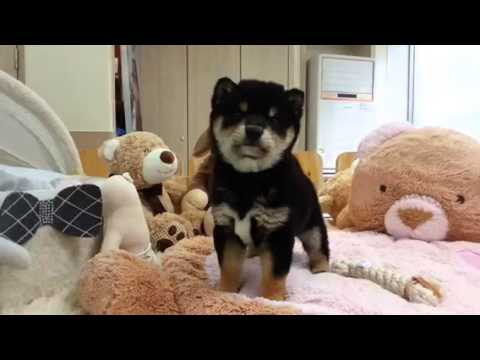 Shiba inu boy puppy waiting for you to do sth :