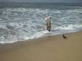Smelt Fishing in Half Moon Bay