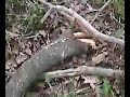 matt breaks his ankle