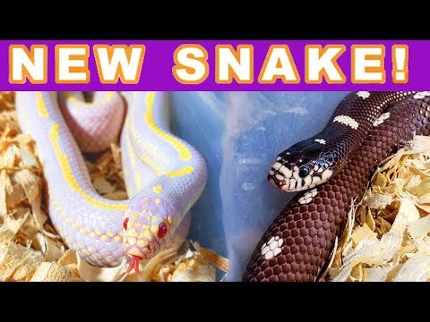 YouTube reptile video