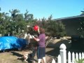 Click here to watch this video B+B Bulldog and ballon 2
