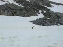 PC130162 - Gentoo falling twice.MOV PC130162 - Gentoo falling twice.MOV