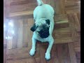 八哥【3斤】天才表演 smartest pug dog show