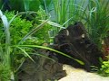 My Juwel Tropical Aquarium planted fish tank