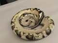 Calico - part 1