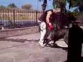 Cane Corso Asia Vs. Boxing Lucifero