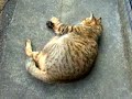 猫キック！cm王国コンテスト tsuneo