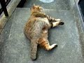 猫キック！cm王国コンテスト tsuneo