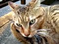 猫キック！cm王国コンテスト tsuneo