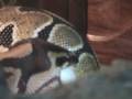 videos de Feeding Time pt2