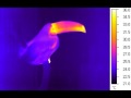 Toco toucan cools down its bill