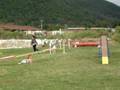 Ovejitas agility
