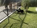 Rott