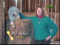 Breed All About It - Old English Sheepdog