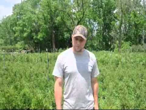 how to transplant aucuba