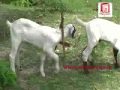 Lankan invention