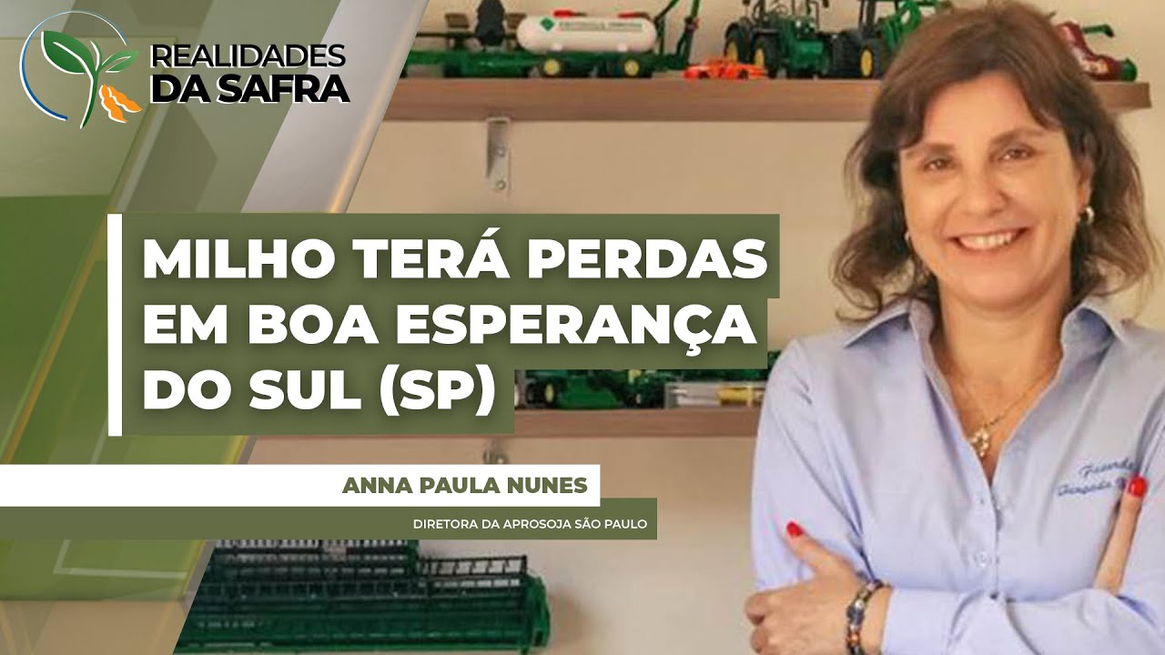 Milho plantado no cedo em Boa Esperança do Sul (SP) tem baixa produtividade