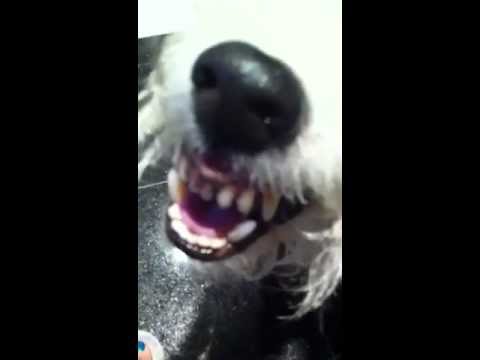 Steve Hates. . . . String!