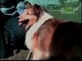 Breed All About It - Shetland Sheepdog