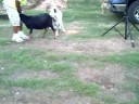 animales cachorros animales cachorros