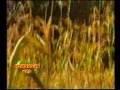videos de YouTube - Shakeela Naaz - De Mangi Gharra 3