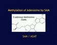 DNA Damage and Protection