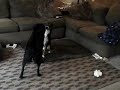 Jordy plays with Lucy 1