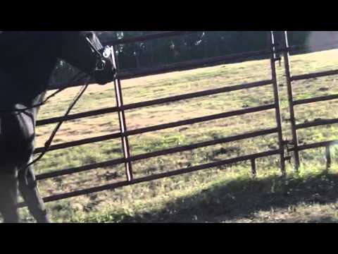 how to fit side reins for lunging