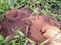 A bugs life/ Hormigueando