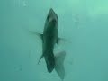 Sheepshead.MOD