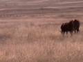 videos de ABP Environmental Stewardship 2008