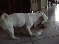 Strange Love (pets)