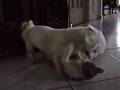 Strange Love (pets)