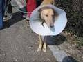 Adopta un perro de caza       www.zarpa.org