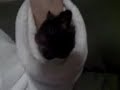 hampster video.3gp