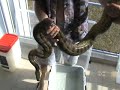 0,1 E. murinus 