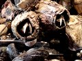 Delicious Barnacles - Your Dinner is Squirmming